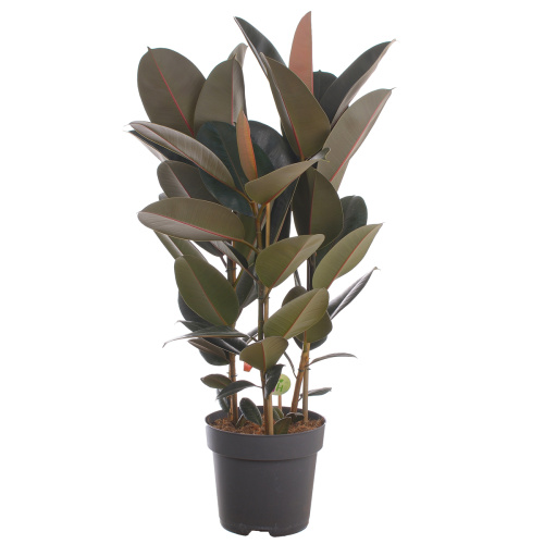 Фикус абиджан 100/27 см