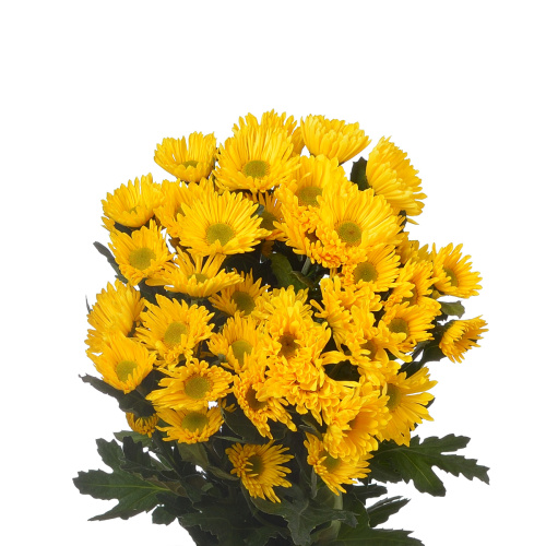 Корона хризантема кустовая (5 шт)