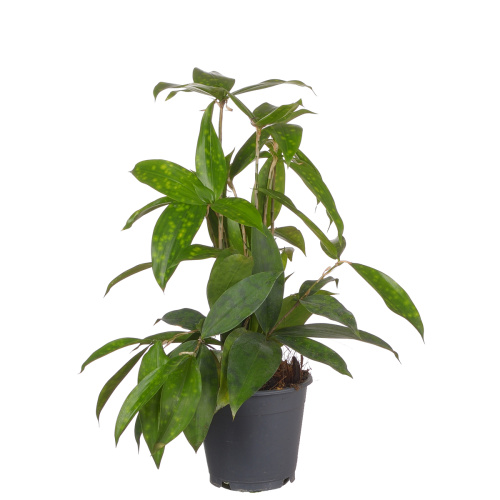 Драцена суркулеза 40/12 см