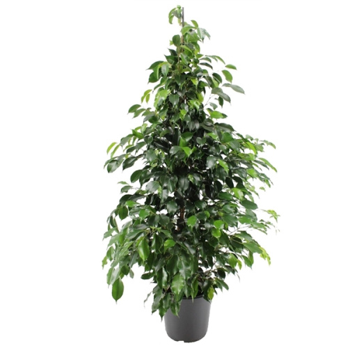 Фикус бенджамина даниэль 145/30 см