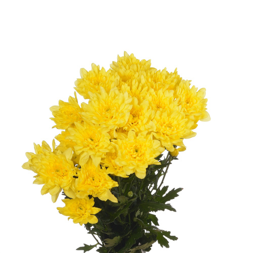 Алтай желтый куст. (5 шт)