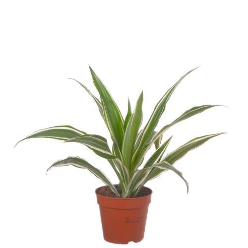 Драцена уайт страйп 35/12 см