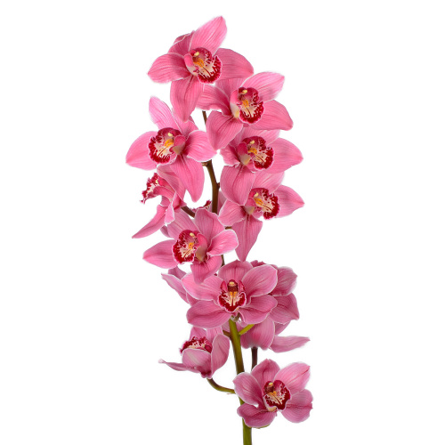 орхидея цимбидиум розовая 80 см (1 шт)