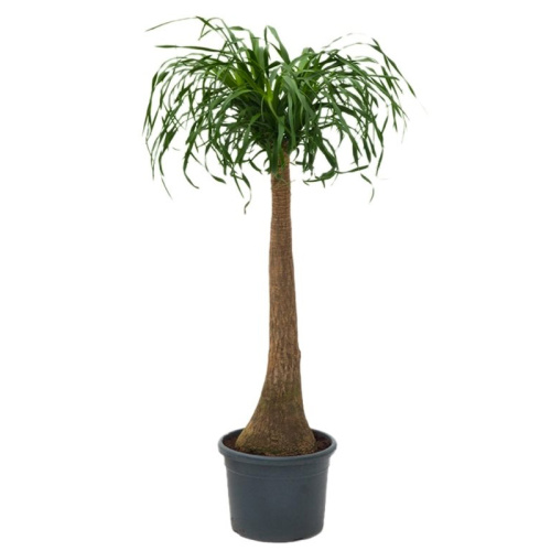 Нолина бокарнея штамб 100/27 см