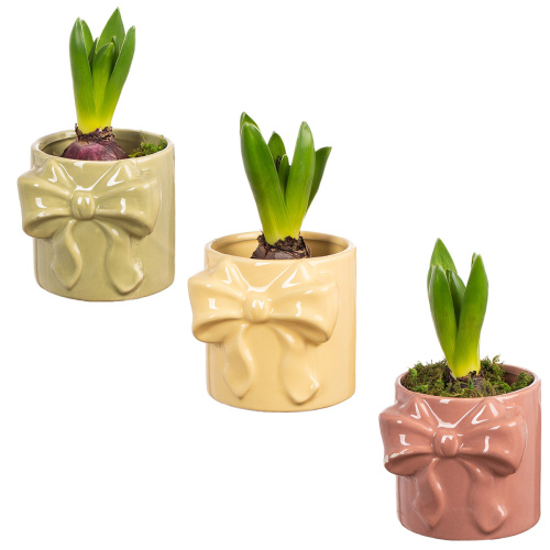 Гиацинт в деко кашпо 15/9 см