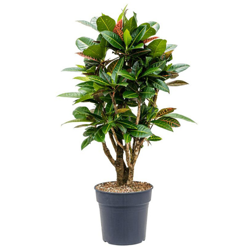 Кротон петра разветвленный 105/27 см