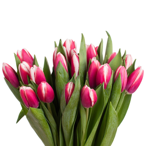 Тюльпан кроссовер (25 шт)