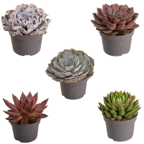 Эхиверия микс 15/13 см