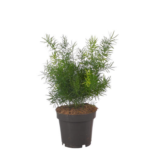 Аспарагус шпренгери 30/12 см