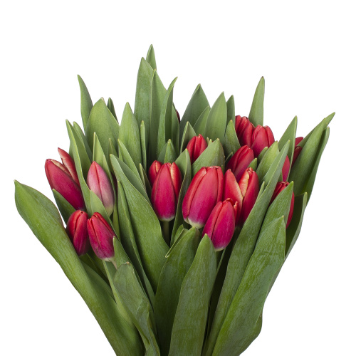 Тюльпан кунг-фу (25 шт)