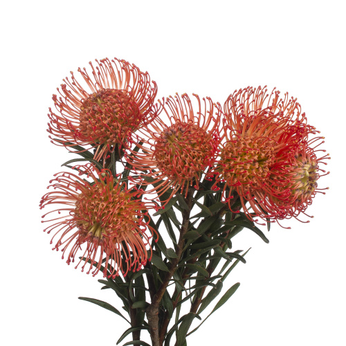 Протея нутан суццейшн (5 шт)