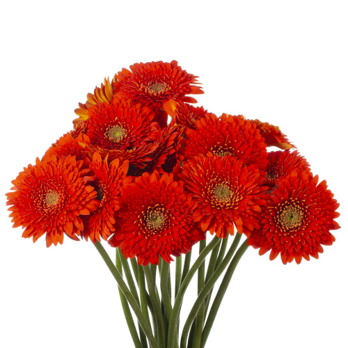 Гербера помпони фоззи (20 шт)