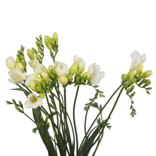 Фрезия авеню (10 шт)