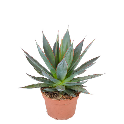 агава шака зулу 30/15 см