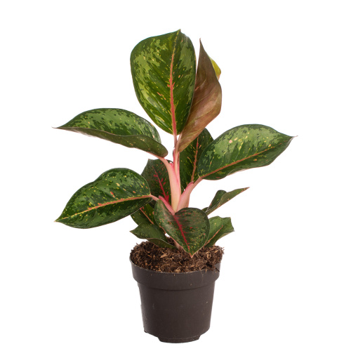 Аглаонема камо рубина 40/12 см