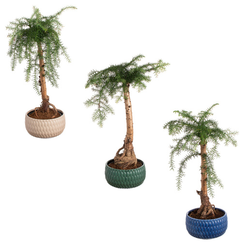 Араукария в керамике 40/18 см