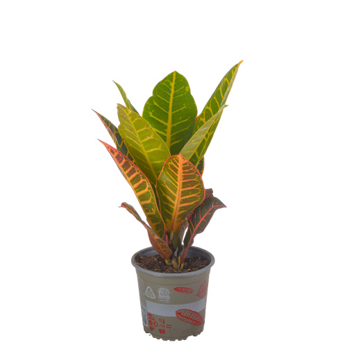 Кротон петра 45/13 см