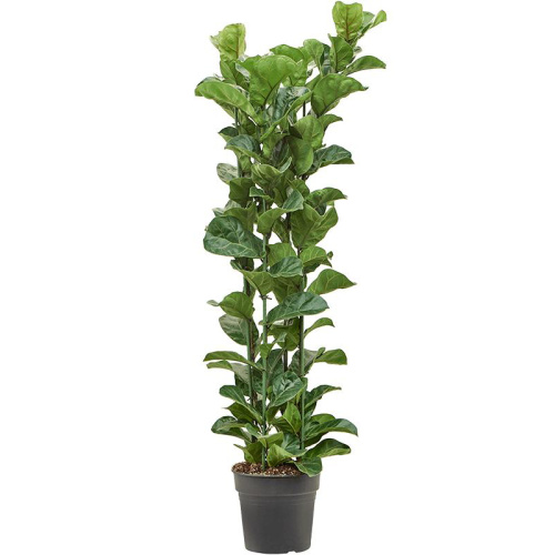 Фикус лирата бамбино 150/30 см