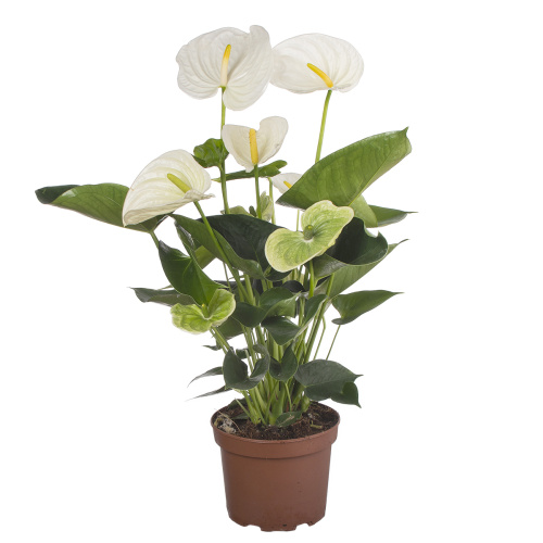 Антуриум алпин 60/17 см