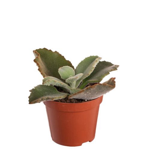 Каланхое бехарензис 15/8 см