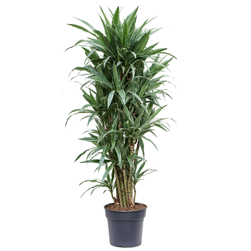 Драцена варнеки разветвленная 170/34 см