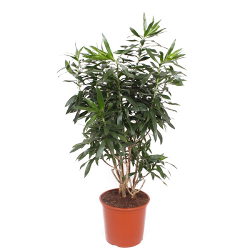 Драцена рефлекса 130/32 см