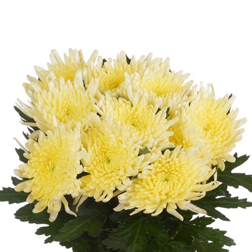 Топспин крем хризантема одноголовая (10 шт)