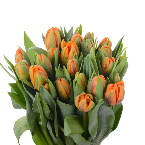 Тюльпан Оранж Принцесс (25 шт)