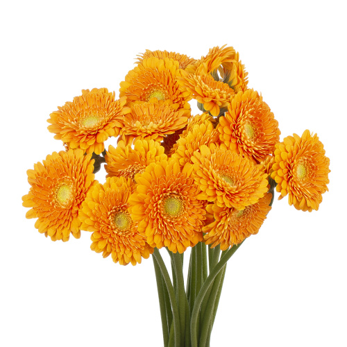 Гербера мини фанта (30 шт)