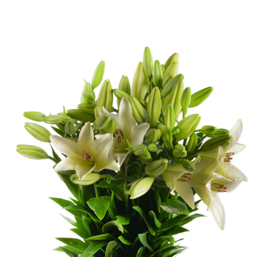 Лилия азиатская Бач (10 шт)
