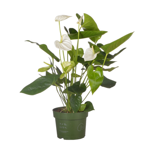 Антуриум аляска 65/17 см