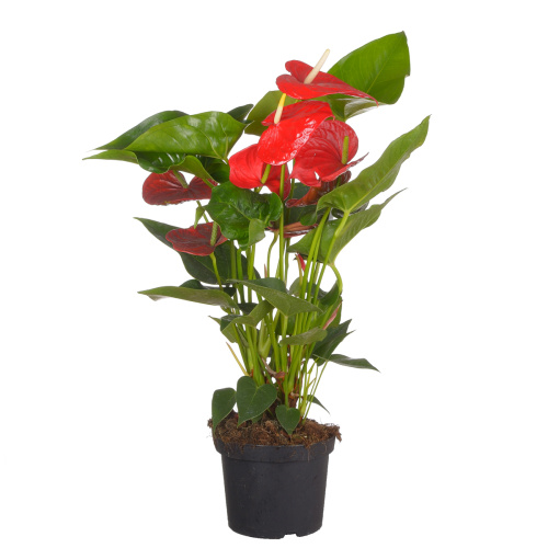 Антуриум миннессота 65/17 см