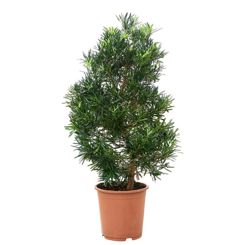 Подокарпус 115/27 см