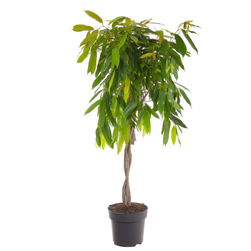 Фикус амстел кинг 140/27 см