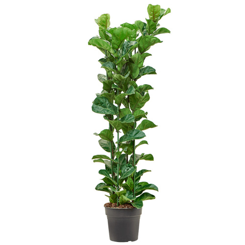 Фикус лирата 160/30 см