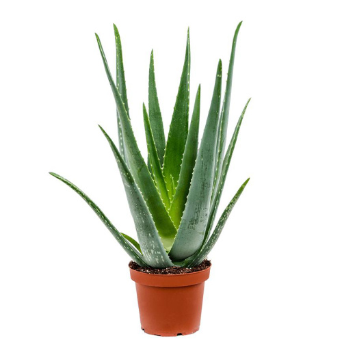 Алоэ вера барбадензис 45/14 см