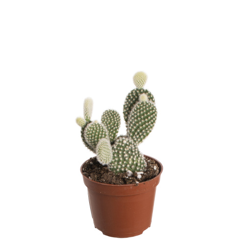 Кактус опунция уайт 15/6 см
