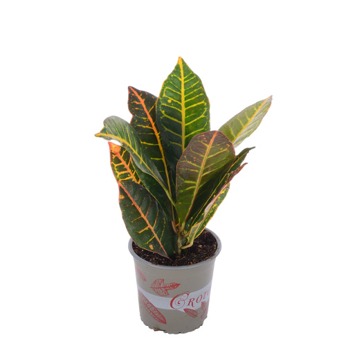 кротон петра 40/13 см