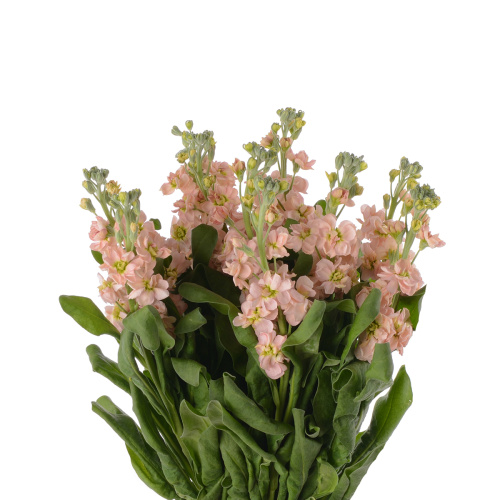 маттиола априкот (5 шт)