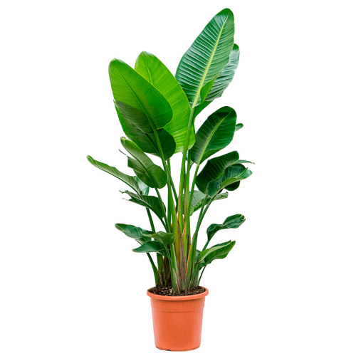 Стрелиция николай 170/28 см