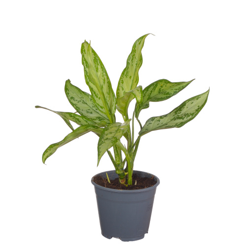 Аглаонема сильвер квин 35/14 см