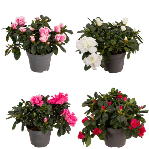 Азалия микс 25/11 см