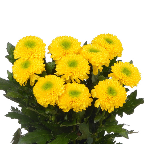 Бразиллиана хризантема одноголовая (10 шт)