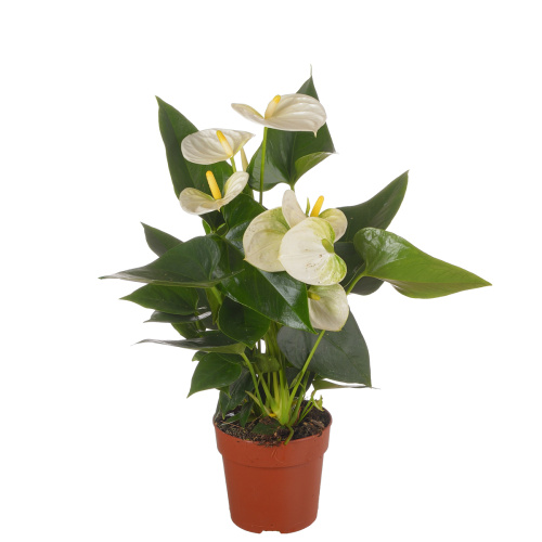 Антуриум кокос 40/12 см