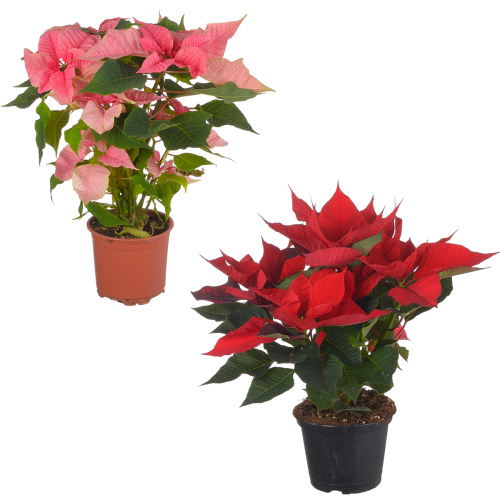 Пуансетия микс Россия 40/13 см