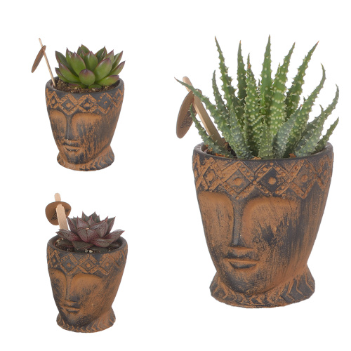 Суккулент в деко кашпо 15/6 см