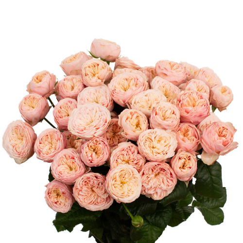 Роял блаш куст. (10 шт) рм