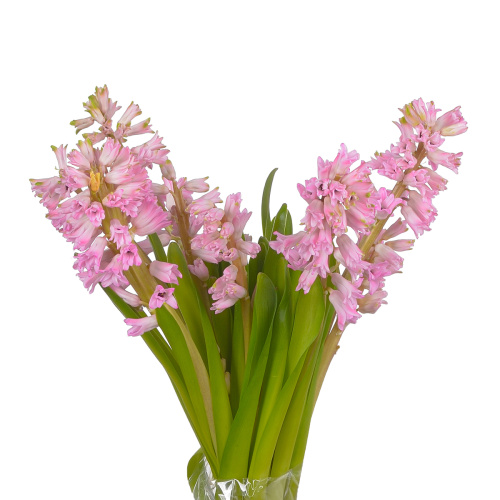 Гиацинт фондант (5 шт)