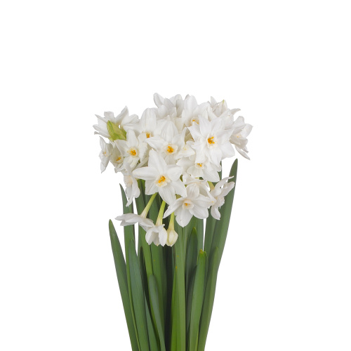 Нарцисс зива пейпер (10 шт)