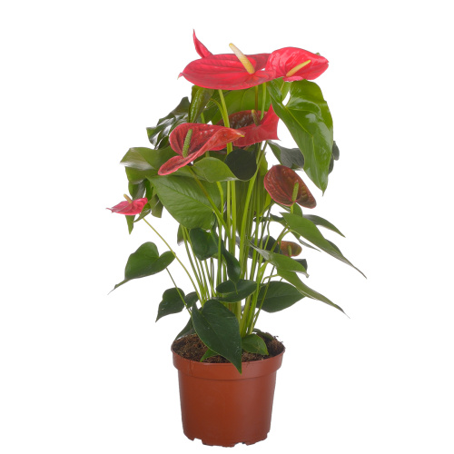 Антуриум калифорния 50/17 см